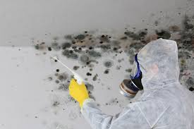 Best Basement Mold Removal  in Carter Lake, IA